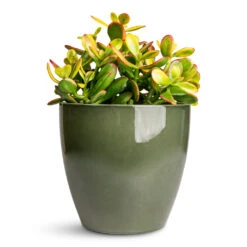 Crassula Ovata Sunset - Jade Plant -HORTOLOGY Plants Sale Crassula ovata Sunset 17x30cm Sven Pot Sage 20x19cm