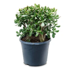 Crassula Ovata Sunset - Jade Plant -HORTOLOGY Plants Sale Crassula ovata Sunset 35x65cm