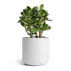 Lisbon Plant Pot - White -HORTOLOGY Plants Sale Crassula ovata Sunset Jade Plant 12 2x25cm Lisbon Plant Pot White 15x15cm b352aec9 167b 4c54 9e2d 8a2b4d69b1e0