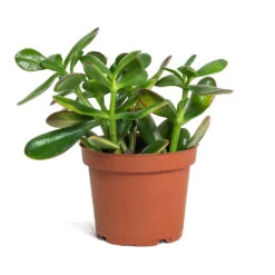 Crassula Ovata Sunset - Jade Plant -HORTOLOGY Plants Sale Crassula ovata Sunset Jade Plant 12cm New