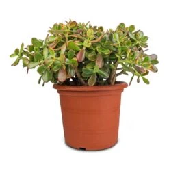 Crassula Ovata Sunset - Jade Plant -HORTOLOGY Plants Sale Crassula ovata Sunset Jade Plant 30x50cm