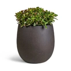 Crassula Ovata Sunset - Jade Plant -HORTOLOGY Plants Sale Crassula ovata Sunset Jade Plant 30x50cm Grigio Balloon Plant Pot Rusty Iron Concrete 42x42cm