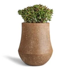 Crassula Ovata Sunset - Jade Plant -HORTOLOGY Plants Sale Crassula ovata Sunset Jade Plant 30x50cm Polystone Coated Darcy Planter Rock 47x56.5cm b06dc466 4586 4678 a84a cc3e652eec58
