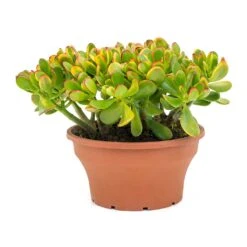 Crassula Ovata Sunset - Jade Plant -HORTOLOGY Plants Sale Crassula ovata Sunset Jade Plant Large