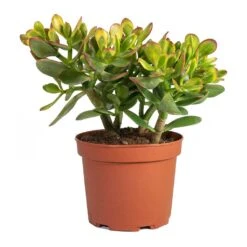 Crassula Ovata Sunset - Jade Plant -HORTOLOGY Plants Sale Crassula ovata Sunset Jade Plant Medium
