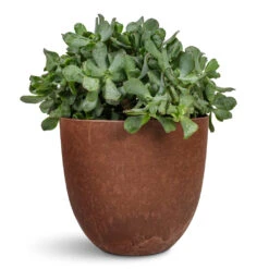Bola Artstone Plant Pot - Oak -HORTOLOGY Plants Sale Crassula ovata Undulata Curly Jade Plant 17x25cm Bola Artstone Plant Pot Oak 23x20cm 1