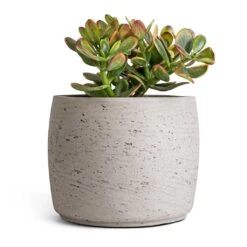 Crassula Ovata Sunset - Jade Plant -HORTOLOGY Plants Sale Crassula ovata sunset Jade Plant 17x30cm Mini Valerie Plan tPot Grey Washed 22x17cm