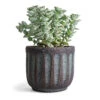 Crassula Perforata - String Of Buttons