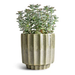 Lugano Scalloped Plant Pot - Green -HORTOLOGY Plants Sale Crassula perforata String Of Buttons 10.5x20cm Lugano Scalloped Plant Pot Green 13x13cm ef705ae0 13cf 444e a3be b20cb71eced5