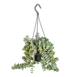 Crassula Perforata - String Of Buttons 13 Crassula Perforata - String Of Buttons -HORTOLOGY Plants Sale Crassula perforata String Of Buttons 14x20cm