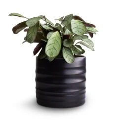 Hadleigh Plant Pot - Charcoal -HORTOLOGY Plants Sale Ctenanthe burle marxii Amagris Never Never Plant 12x30cm Hadleigh Plant Pot Charcoal 14x13cm 4080c6d9 232d 4d81 b946 d67e32a49a4d