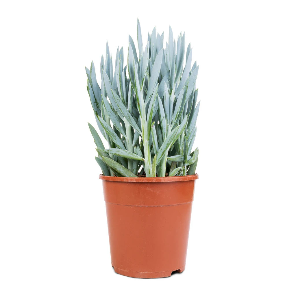 Curio Ficoides Mount Everest Silvery-Blue β Skyscraper Series Upright Succulent 6 Curio Ficoides Mount Everest Silvery-Blue β Skyscraper Series Upright Succulent - Image 6