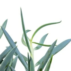 Curio Ficoides Mount Everest Silvery-Blue β Skyscraper Series Upright Succulent 26 Curio Ficoides Mount Everest Silvery-Blue β Skyscraper Series Upright Succulent -HORTOLOGY Plants Sale Curio ficoides Mount Everest Skyscraper Senecio SWATCH 2