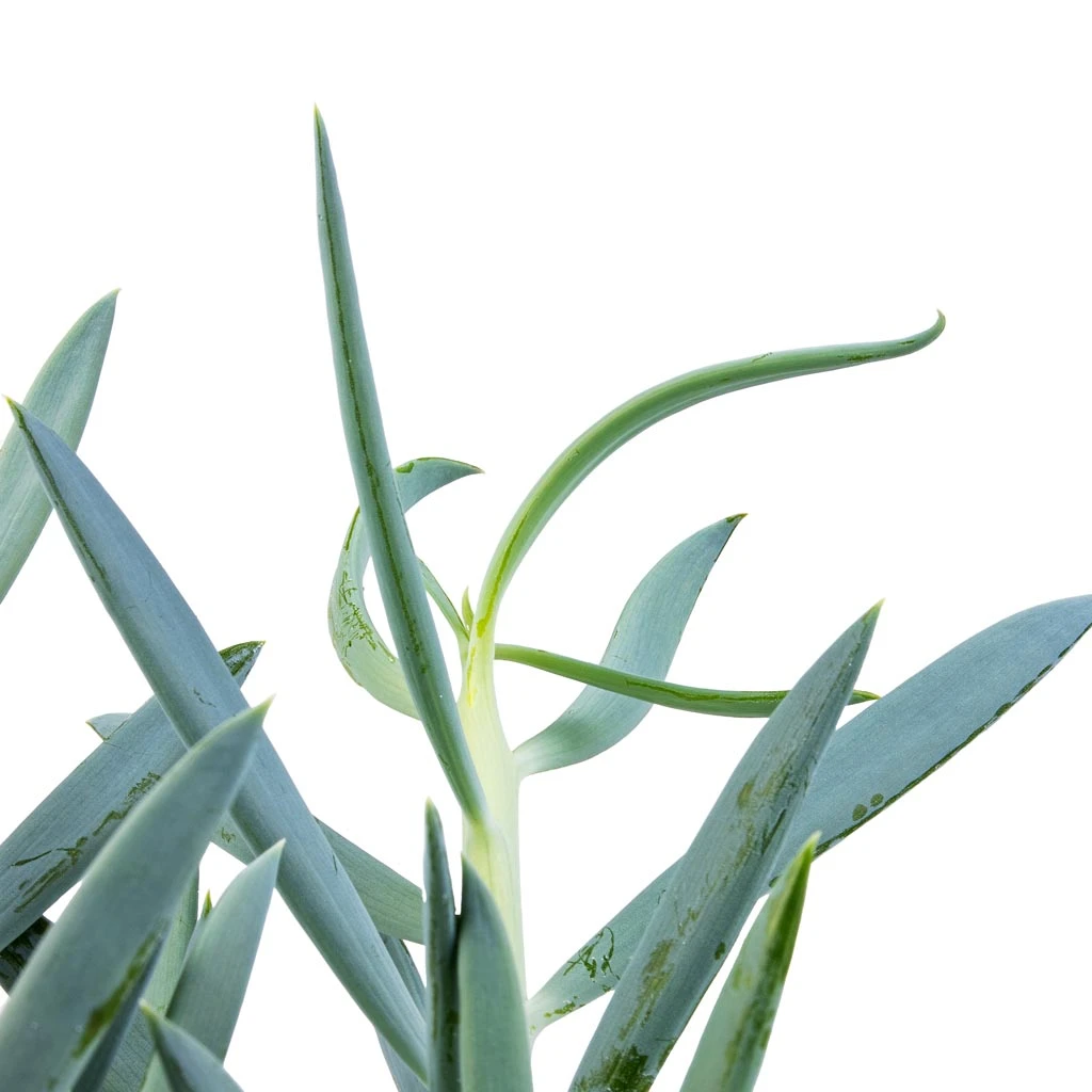 Curio Ficoides Mount Everest Silvery-Blue β Skyscraper Series Upright Succulent 13 Curio Ficoides Mount Everest Silvery-Blue β Skyscraper Series Upright Succulent - Image 13