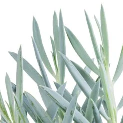 Curio Ficoides Mount Everest Silvery-Blue β Skyscraper Series Upright Succulent 16 Curio Ficoides Mount Everest Silvery-Blue β Skyscraper Series Upright Succulent -HORTOLOGY Plants Sale Curio ficoides Mount Everest Skyscraper Senecio SWATCH