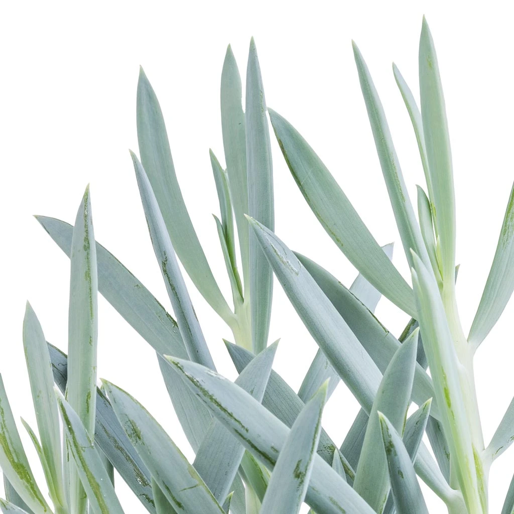 Curio Ficoides Mount Everest Silvery-Blue β Skyscraper Series Upright Succulent 3 Curio Ficoides Mount Everest Silvery-Blue β Skyscraper Series Upright Succulent - Image 3