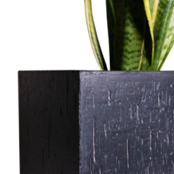 Raindrop Cube Planter - Anthracite -HORTOLOGY Plants Sale Cyas Revoluta Sago Palm 27x90cm Raindrop Cube Planter Anthracite 30x30x27cm Close