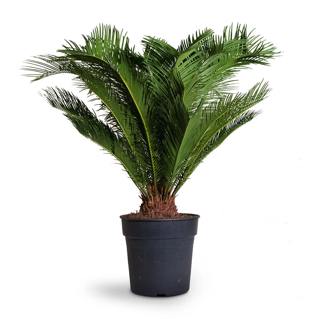 Cycas Revoluta - Sago Palm 3 Cycas Revoluta - Sago Palm - Image 3
