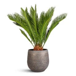 Renzo Plant Pot - Shiny Slate 12 Renzo Plant Pot - Shiny Slate -HORTOLOGY Plants Sale Cycas revoluta 21x75cm Renzo Pot Shiny Slate 31x28cm