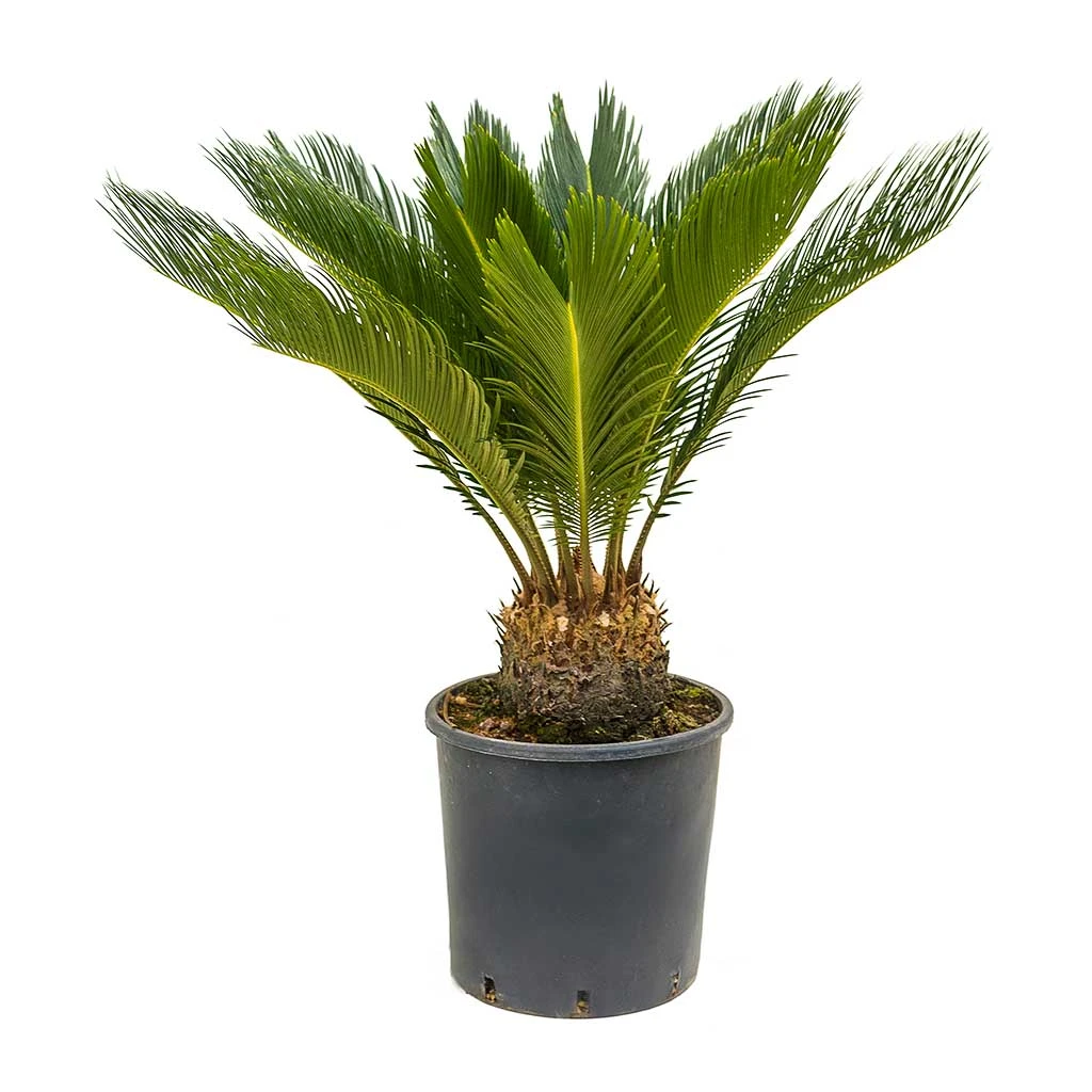 Cycas Revoluta - Sago Palm 7 Cycas Revoluta - Sago Palm - Image 7