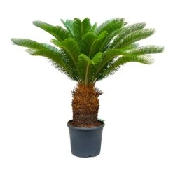 Cycas Revoluta - Sago Palm 18 Cycas Revoluta - Sago Palm -HORTOLOGY Plants Sale Cycas revoluta Sago Palm 31x110 30 Stems