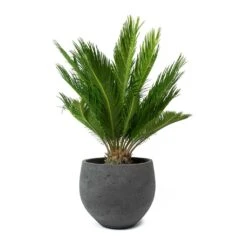 Mini Orb Kevan Plant Pot - Black Washed -HORTOLOGY Plants Sale Cycas revoluta Sago Palm Mini Orb Kevan Plant Pot Black Washed bd11d392 c1ba 4424 89d1 2dd7b512b96b