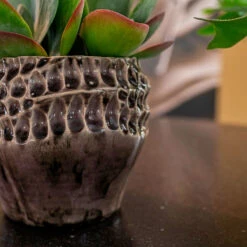 Deb Plant Pot - Aubergine 20 Deb Plant Pot - Aubergine -HORTOLOGY Plants Sale Deb aubergine 06