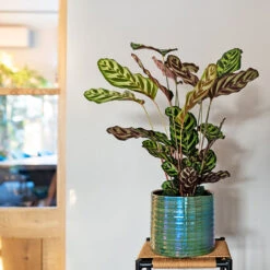 Didi Emerald Pearl Green Mirror Ball – Retro Disco Style Ceramic Indoor Plant Pot -HORTOLOGY Plants Sale Didi pearl green 01