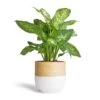 Dieffenbachia Compacta Variegated Green and White - Compact Patterned Dumb Cane Indoor Houseplant