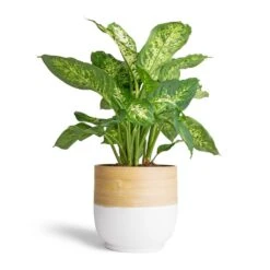 Dieffenbachia Compacta - Dumb Cane