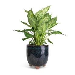 Dieffenbachia Compacta - Dumb Cane -HORTOLOGY Plants Sale Dieffenbachia Compacta Dumb Cane 17x60cm Kaat Plant Pot Petrol 20x20cm