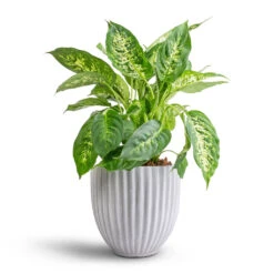 Dieffenbachia Compacta - Dumb Cane -HORTOLOGY Plants Sale Dieffenbachia Compacta Dumb Cane 17x60cm Lagos Plant Pot Cement 20x20cm