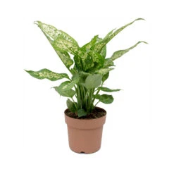 Dieffenbachia Compacta - Dumb Cane -HORTOLOGY Plants Sale Dieffenbachia Compacta Dumb Cane