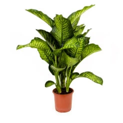 Dieffenbachia Maroba - Dumb Cane -HORTOLOGY Plants Sale Dieffenbachia Maroba Dumb Cane