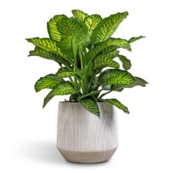 Dieffenbachia Maroba - Dumb Cane -HORTOLOGY Plants Sale Dieffenbachia Maroba Dumb Cane 30x80cm