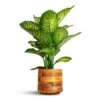 Dieffenbachia Maroba - Dumb Cane
