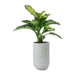 Dieffenbachia Maroba - Dumb Cane -HORTOLOGY Plants Sale Dieffenbachia Maroba Dumb Cane Cody Plant Vase Ridged Cement