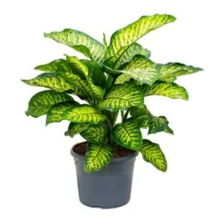 Dieffenbachia Maroba - Dumb Cane -HORTOLOGY Plants Sale Dieffenbachia Maroba Dumb Cane 158bf0fe 2166 4d1f 971a 1da18d7b34de