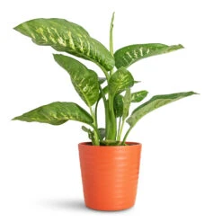 Oslo Plant Pot - Cayenne 15 Oslo Plant Pot - Cayenne -HORTOLOGY Plants Sale Dieffenbachia Tropic Snow 17x60cm Oslo Pot Cayenne 19.5x17cm 1