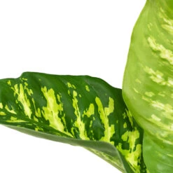 HORTOLOGY Plants Sale 7 HORTOLOGY Plants Sale -HORTOLOGY Plants Sale Dieffenbachia seguine Tropic Snow Dumb Cane Close Up