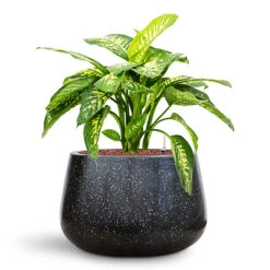 Terrazzo Darcy Planter - Black 22 Terrazzo Darcy Planter - Black -HORTOLOGY Plants Sale Dieffenbachia seguine Reeva in Baq Terrazzo