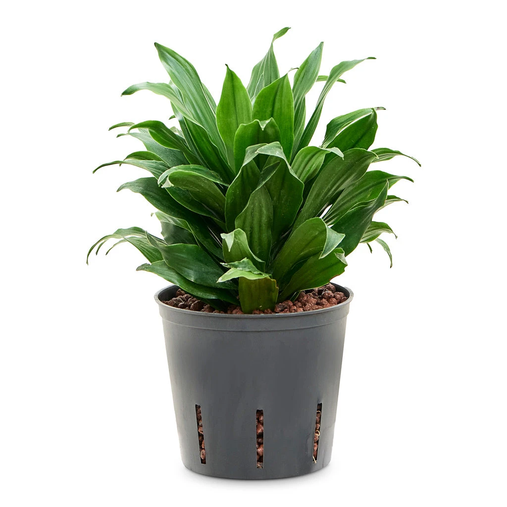 Dracaena Fragrans Compacta - Head - HydroCare 1 Dracaena Fragrans Compacta - Head - HydroCare