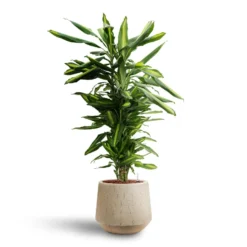Raindrop Stone Tube Round Planter - Grey Fibreclay Modern Indoor/Outdoor Pot -HORTOLOGY Plants Sale Dracaena Cintho Branched Hydroculture Raindrop Tube Round Planter Stone c8370cb2 8fb9 4613 9d17 036d69c18734