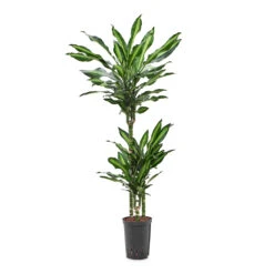 Dracaena Cintho - Multi Stem - HydroCare 25 Dracaena Cintho - Multi Stem - HydroCare -HORTOLOGY Plants Sale Dracaena Cintho Multi Stem HydroCare 15 19x100cm