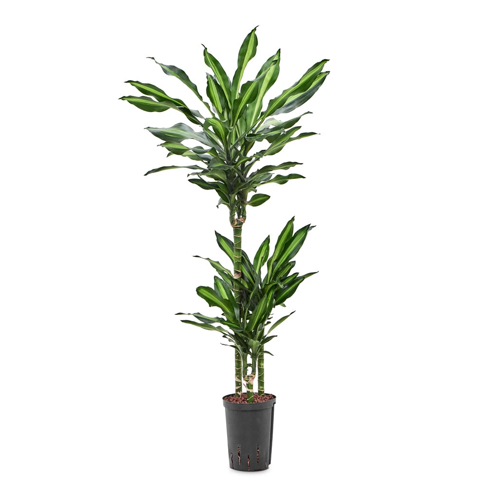 Dracaena Cintho - Multi Stem - HydroCare 13 Dracaena Cintho - Multi Stem - HydroCare - Image 13