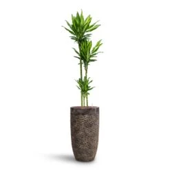 Dracaena Cintho - Multi Stem - HydroCare 20 Dracaena Cintho - Multi Stem - HydroCare -HORTOLOGY Plants Sale Dracaena Cintho Multi Stem HydroCare Luxe Lite Layer Partner Planter Bronze