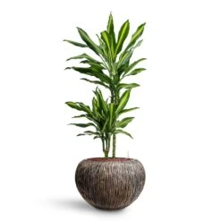 Dracaena Cintho - Multi Stem - HydroCare 16 Dracaena Cintho - Multi Stem - HydroCare -HORTOLOGY Plants Sale Dracaena Cintho Multi Stem HydroCare Luxe Lite Waterfall Globe Planter Bronze