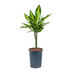 Dracaena Cintho - Multi Stem - HydroCare 17 Dracaena Cintho - Multi Stem - HydroCare -HORTOLOGY Plants Sale Dracaena Cintho Multi Stem Hydroculture 15 19x65cm 1stem