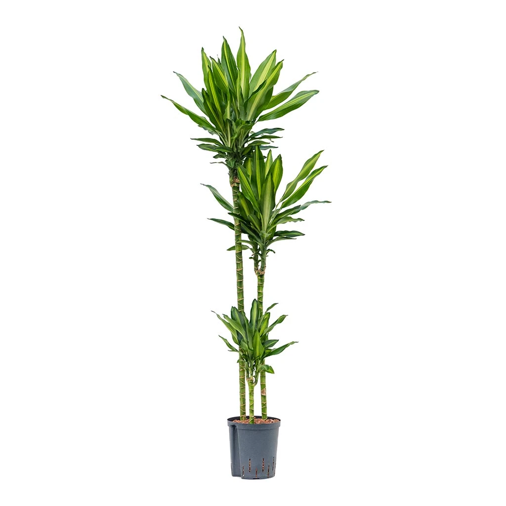 Dracaena Cintho - Multi Stem - HydroCare 7 Dracaena Cintho - Multi Stem - HydroCare - Image 7