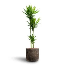 Dracaena Cintho - Multi Stem - HydroCare 21 Dracaena Cintho - Multi Stem - HydroCare -HORTOLOGY Plants Sale Dracaena Cintho Multi Stem Hydroculture Luxe Lite Waterfall Cylinder Planter Bronze